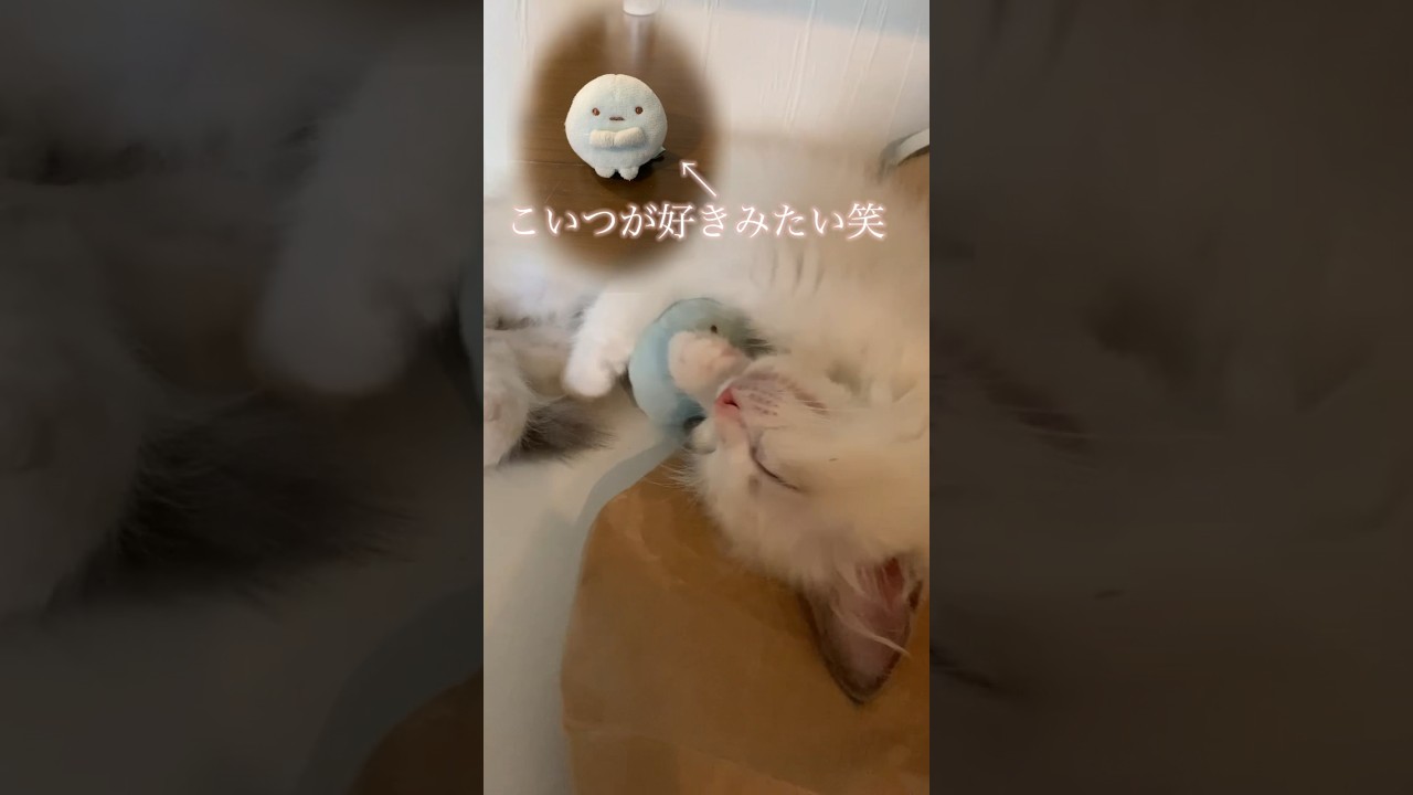 【らぐどーる共同生活】良い夢見てそうvol.5 #ラグドール #子猫 #猫 #cat #ネコ #ねこのいる生活 #猫好きさんと繋がりたい #猫のいる暮らし