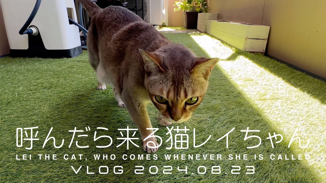 【VLOG 2024.08.23】呼んだら来る猫レイちゃん | Lei the cat, who comes whenever she is called【シンガプーラ】
