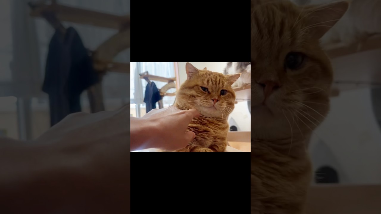 ぽちゃくんが『こいつ、うっとうしいな』と思った瞬間！ #猫 #マンチカン #shorts