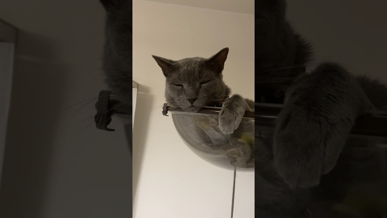 20240816 #shorts #cat #ロシアンブルー #猫