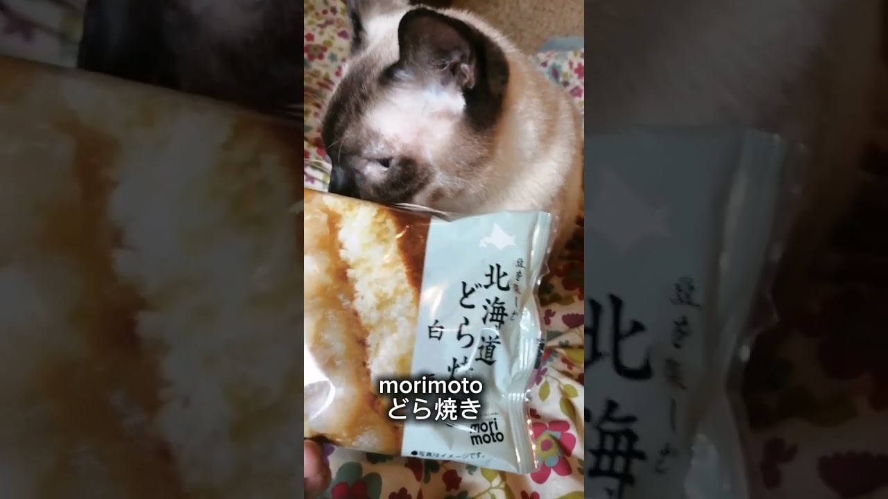シャム猫#shorts #シャムmix #シャムミックス#猫#cat #北海道