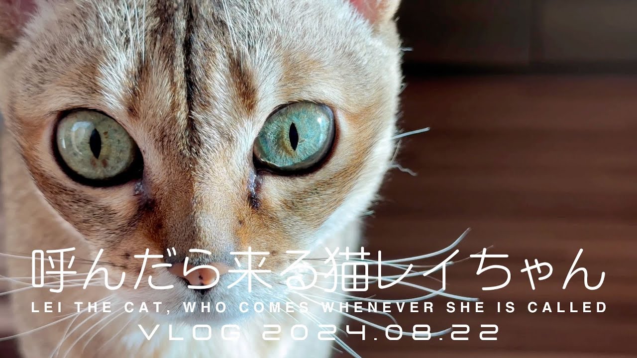 【VLOG 2024.08.22】呼んだら来る猫レイちゃん | Lei the cat, who comes whenever she is called【シンガプーラ】