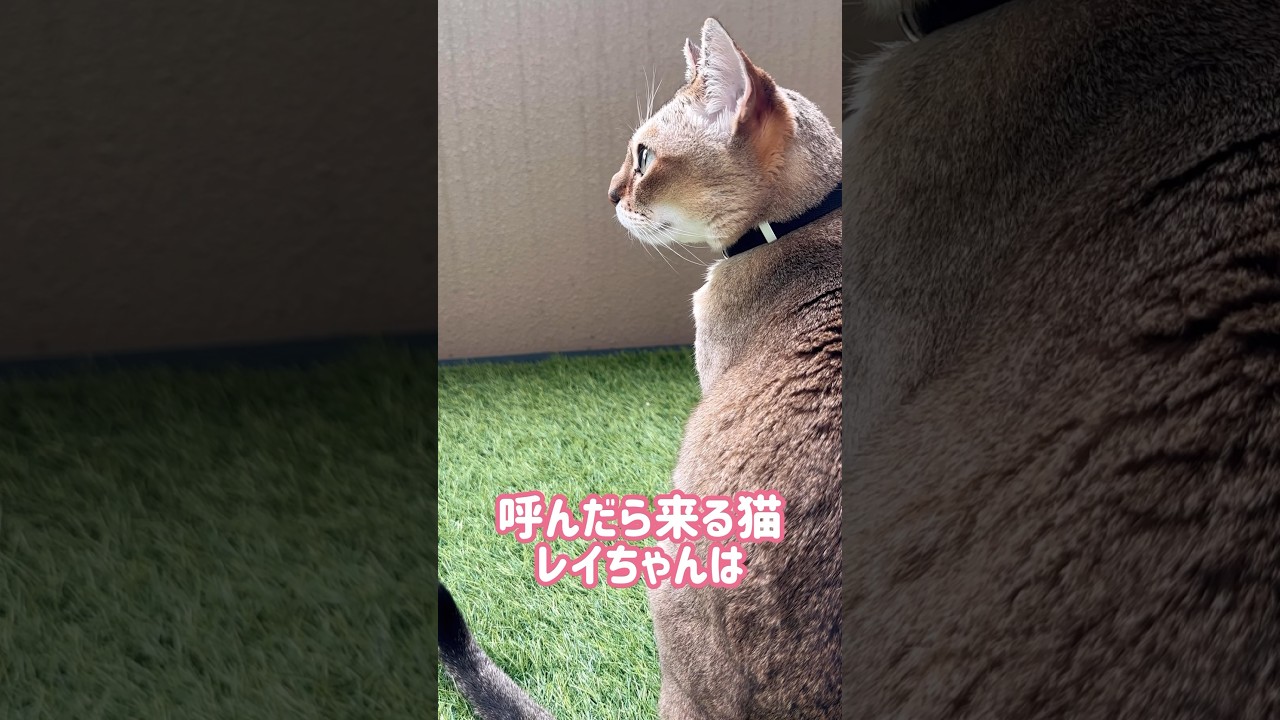 おもちゃよりなでなでがいいレイちゃん #シンガプーラ #cat #shorts