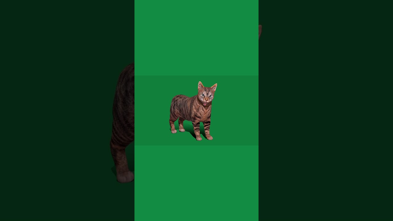 Manx Cat 3D #nyilonelycompany #3dmodel #cat #pet #manx #animals #game