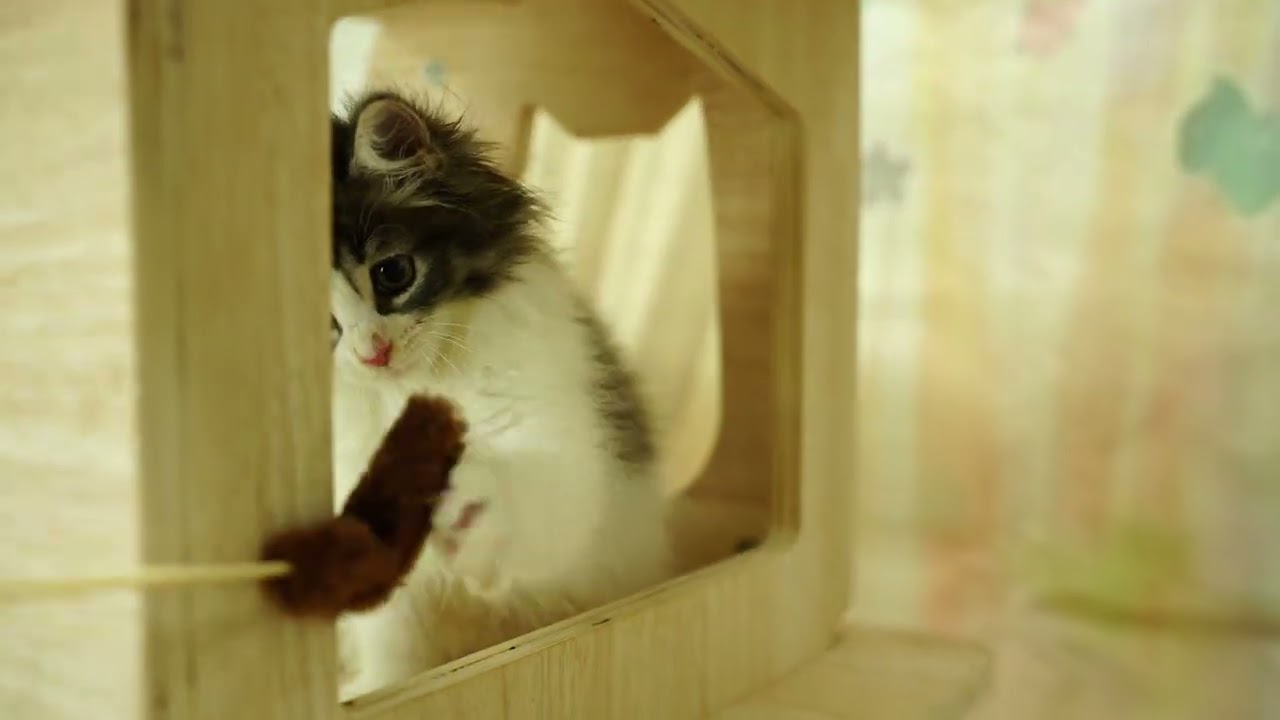 ノルウェージャンフォレストキャットの女の子☆