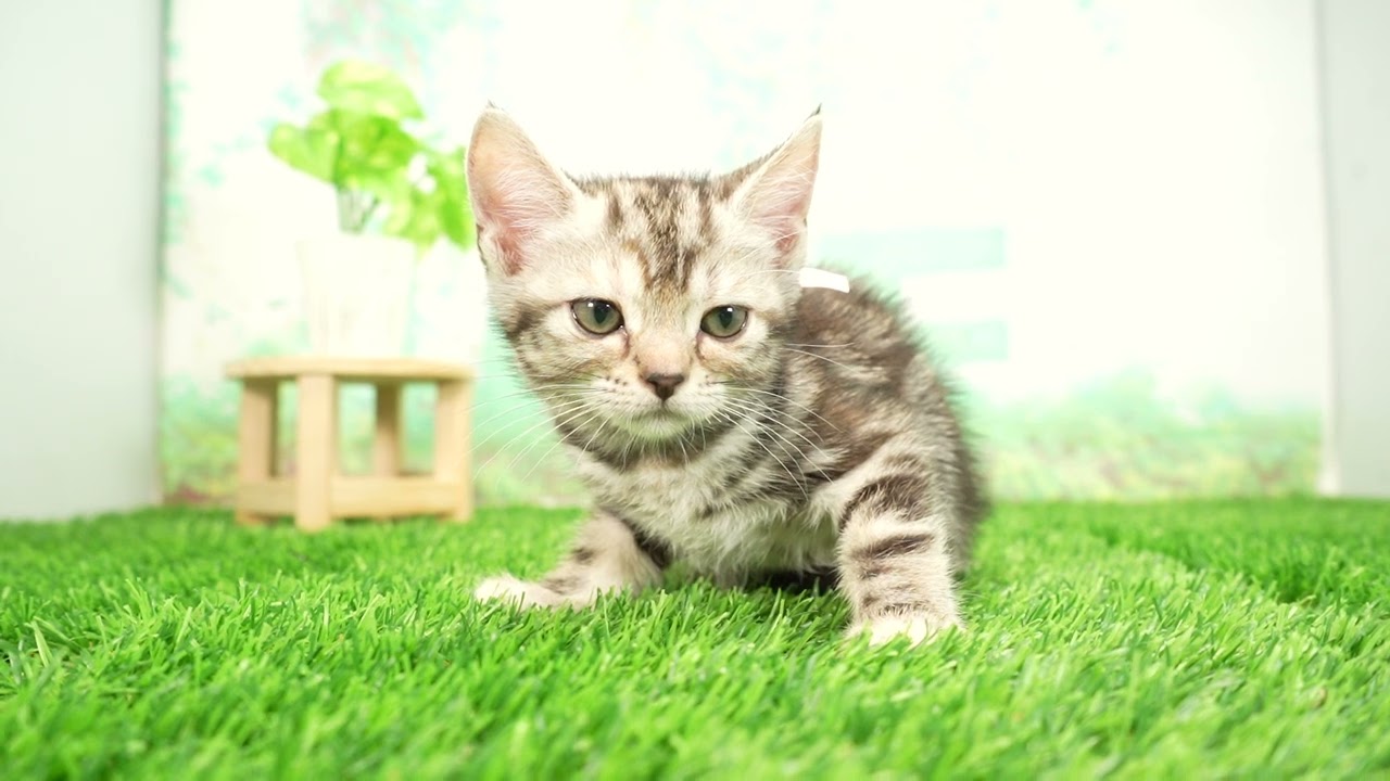 Coo&RIKU　No00688053 アメリカンショートヘアー