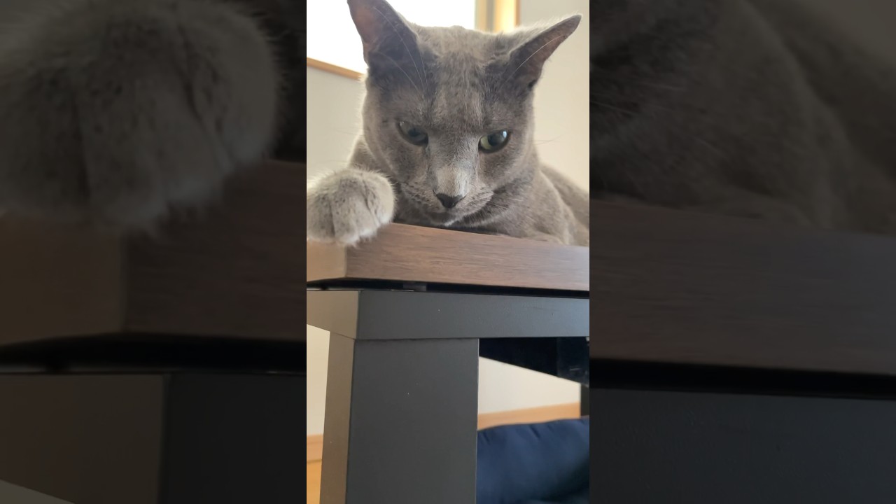 【猫】視線が気になる理由#猫#ロシアンブルー#盗み食い