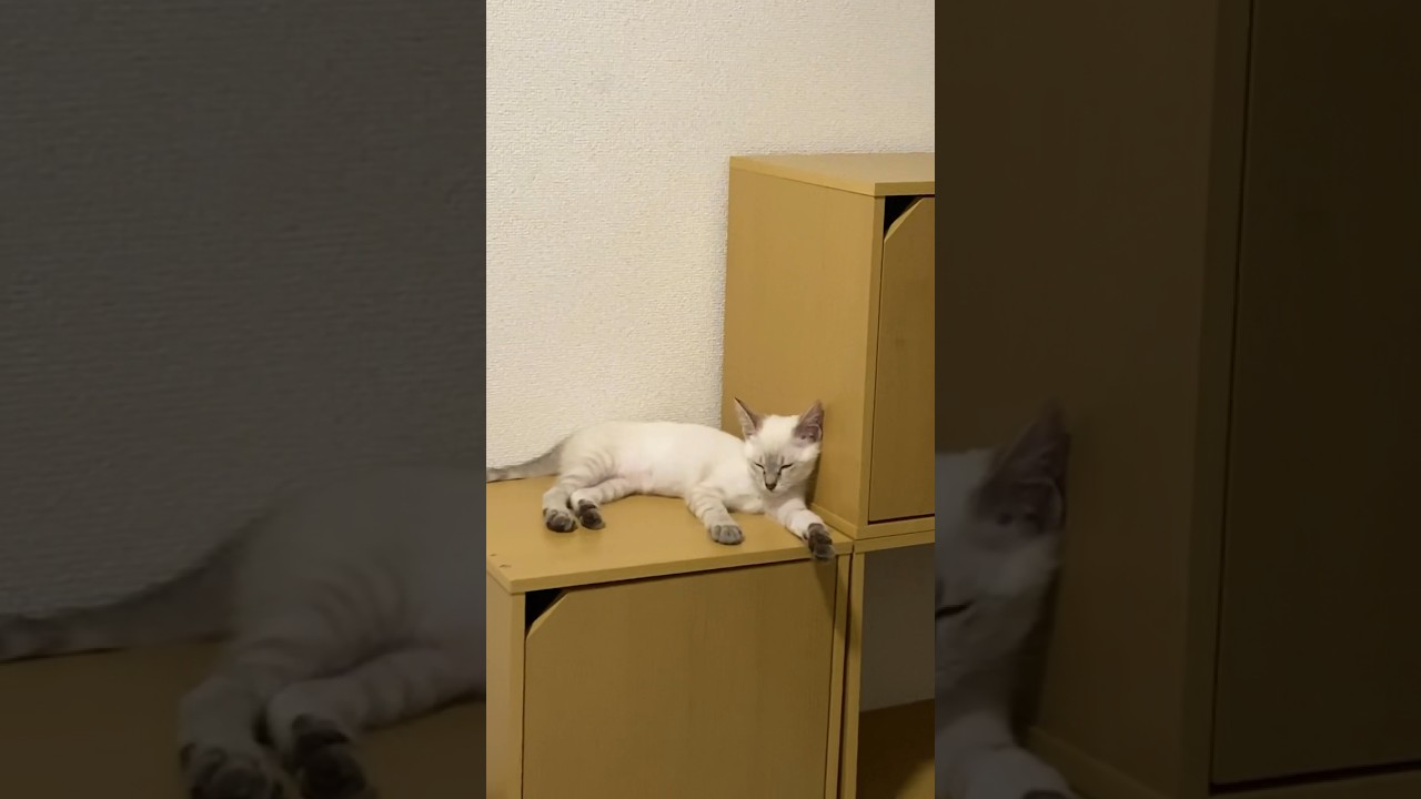 今日はここで寝るの！　#元保護猫　#シャムトラ　#シャムミックス　#cat #猫耳 #kitten #シャムmix  #子猫 #猫耳