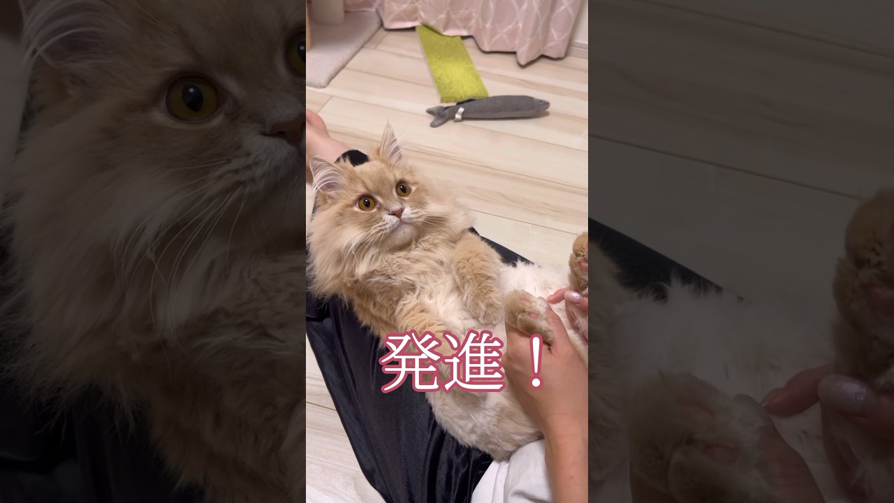 長毛型ニャンダムを操縦した結果 #shorts #猫 #マンチカン