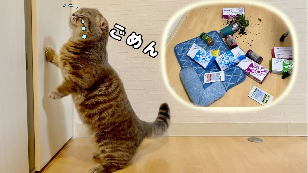 イタズラした猫を廊下に立たせたらこうなりました笑[マンチカンの銀時]