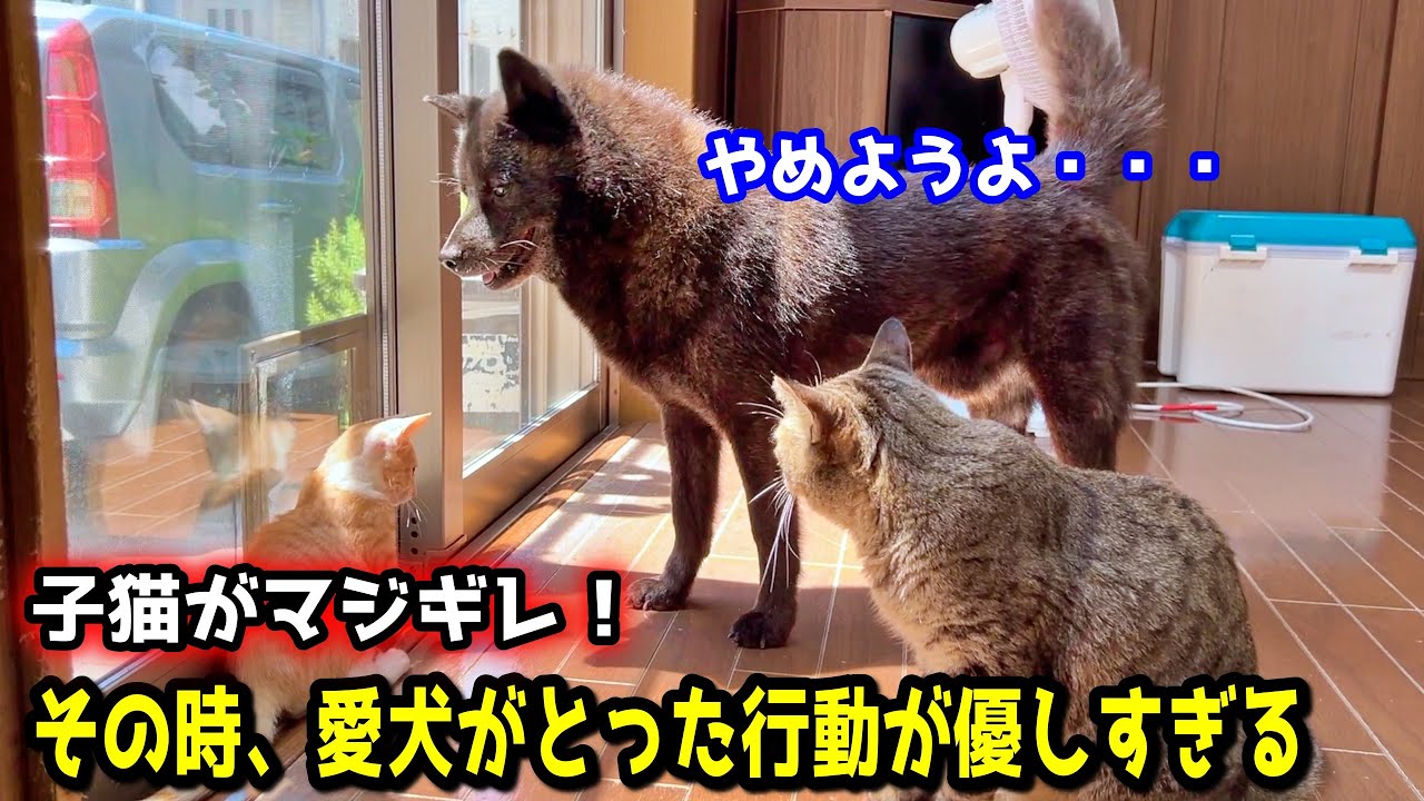 子猫と先住猫がガチバトル！仲裁にきた甲斐犬の行動に感動しました