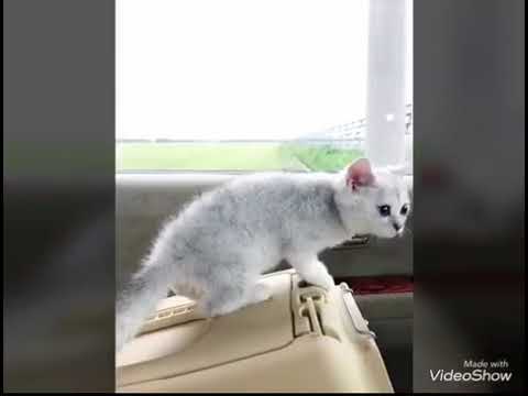 セルカークレックス 子猫 1806-01421