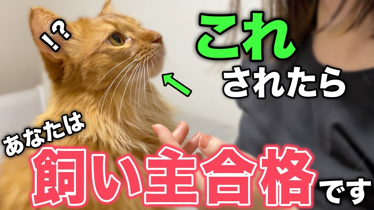 【保存版】猫が飼い主として合格だと思っている人に見せる行動13選