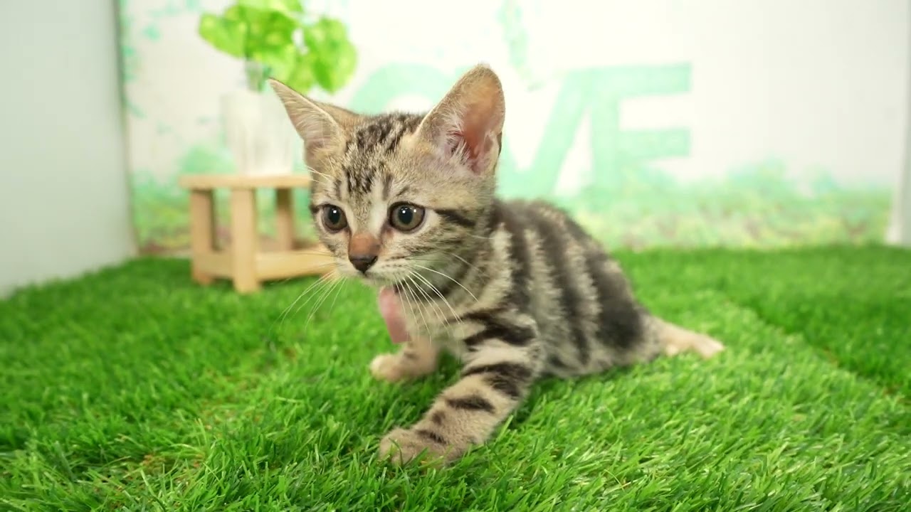 Coo&RIKU　No00687692 アメリカンショートヘアー