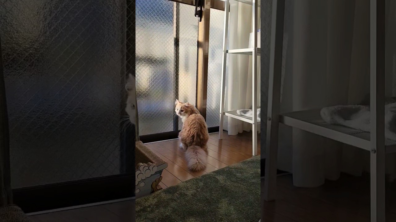 【子猫】待ちわびてるねこ#ラガマフィン #猫動画 #cat #shorts #バレンタイン