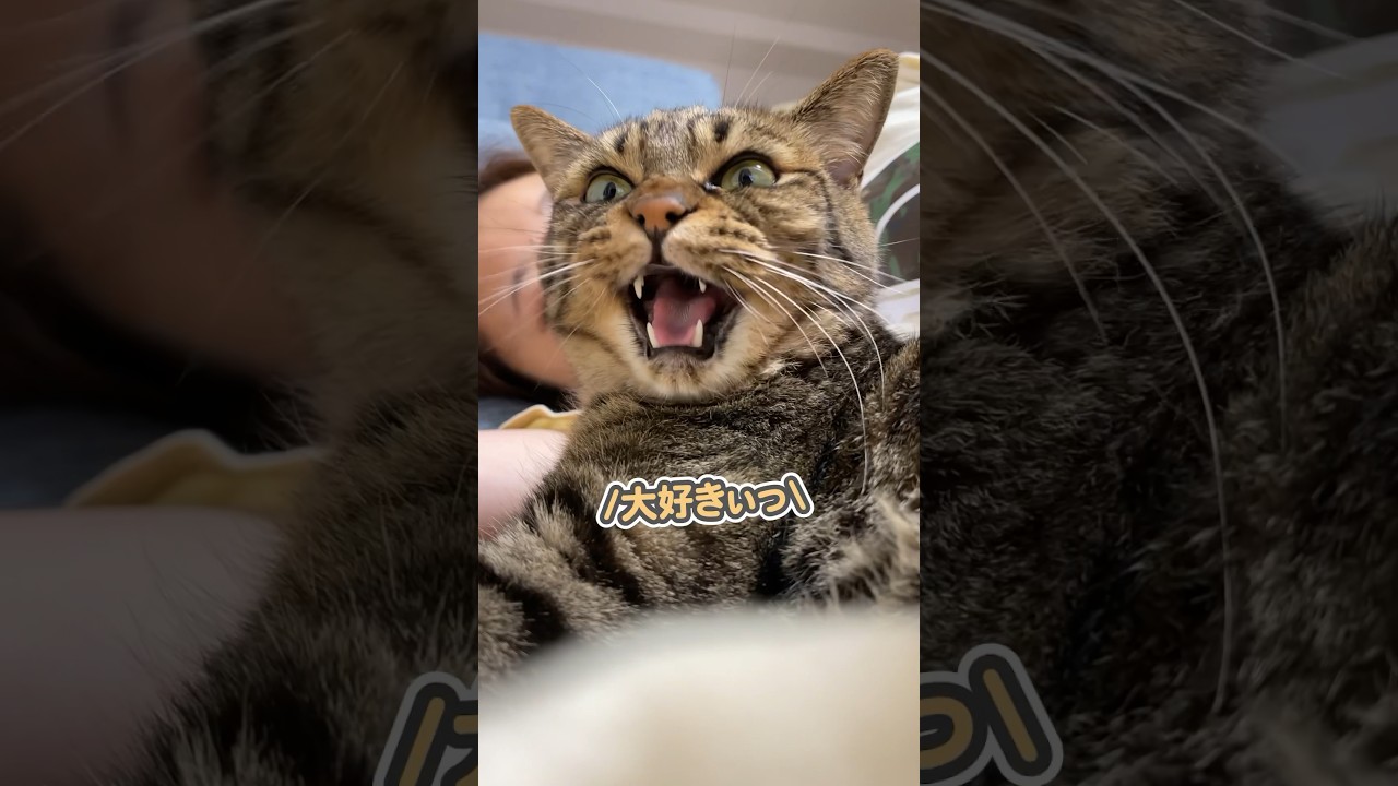 「大好きぃっ」と、ママの横で愛を叫ぶ猫