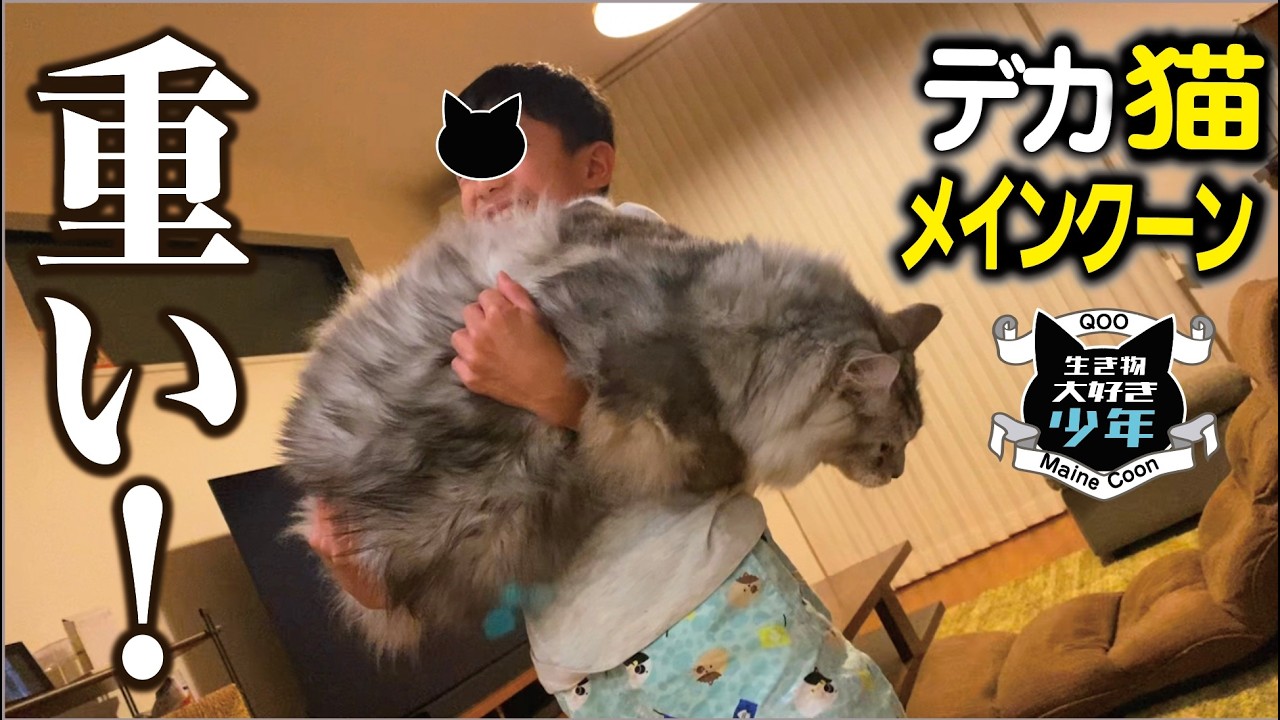 【メインクーン】10キロ以上の大型猫は重い！大きい猫枕が宿題を邪魔しにくる？