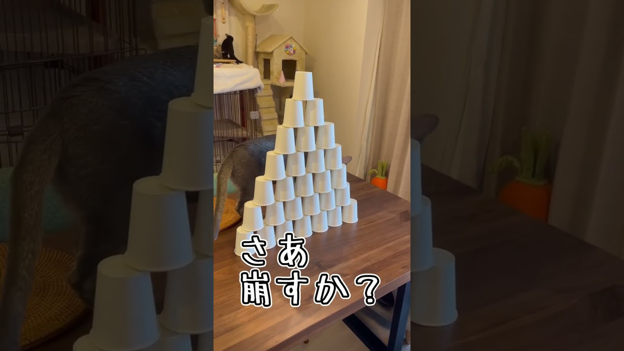 さりげなく破壊するうちの猫さん #shorts #猫 #アビシニアン