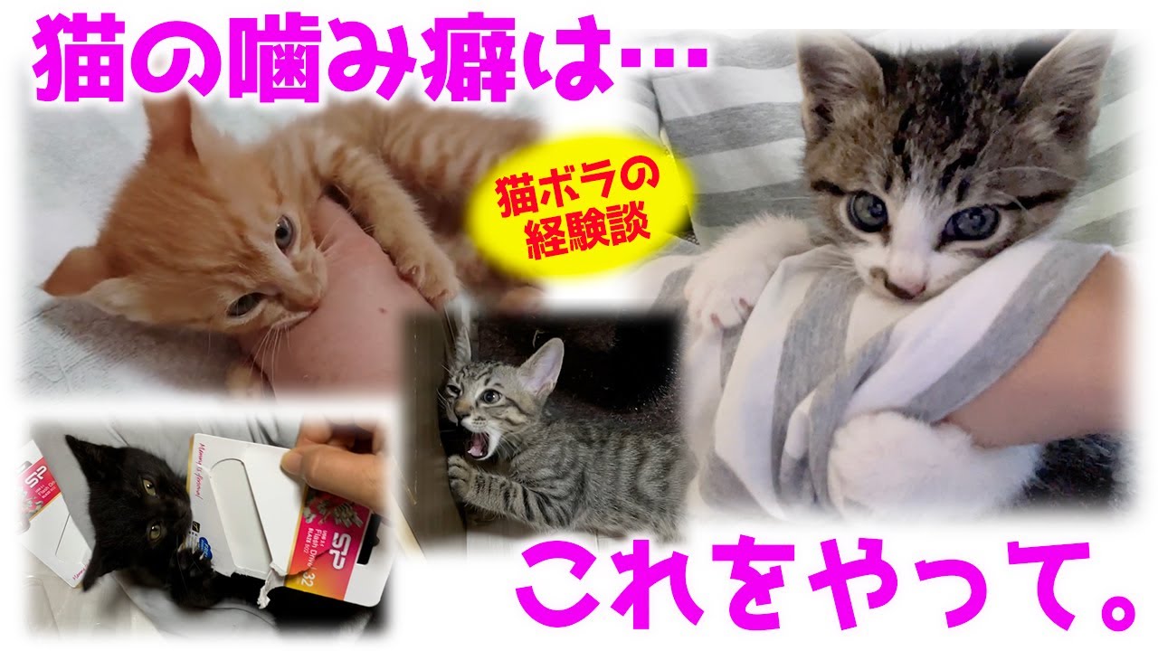 ND540【子猫】猫の噛み癖を治すには？猫ボラの徹底解説。【保護猫】