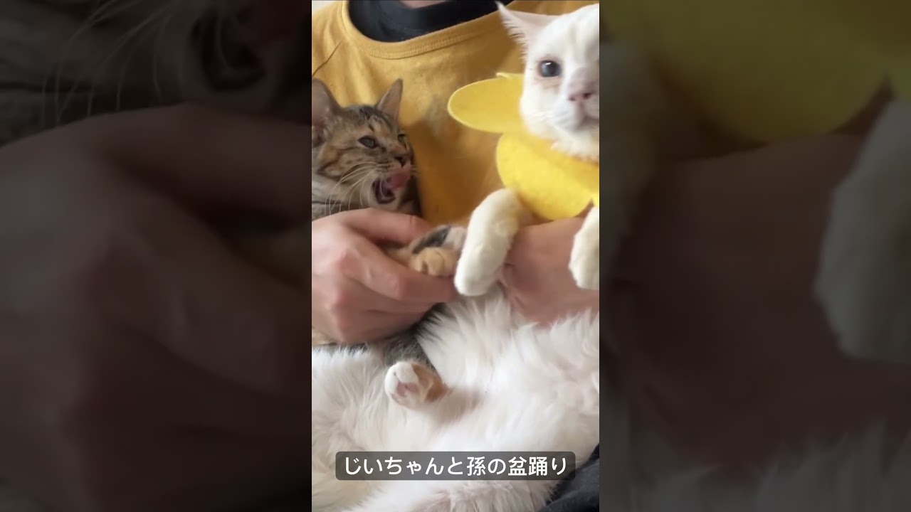 じいちゃん猫と孫猫の盆踊り   #cat #kitten #猫 #子猫 #ねこ #こねこ #animal  #cute  #猫のいる暮らし #shorts