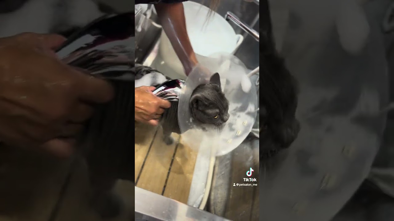 シャルトリューのビルスちゃんが来てくれました　京都市南区　ペットサロンみぃ〜