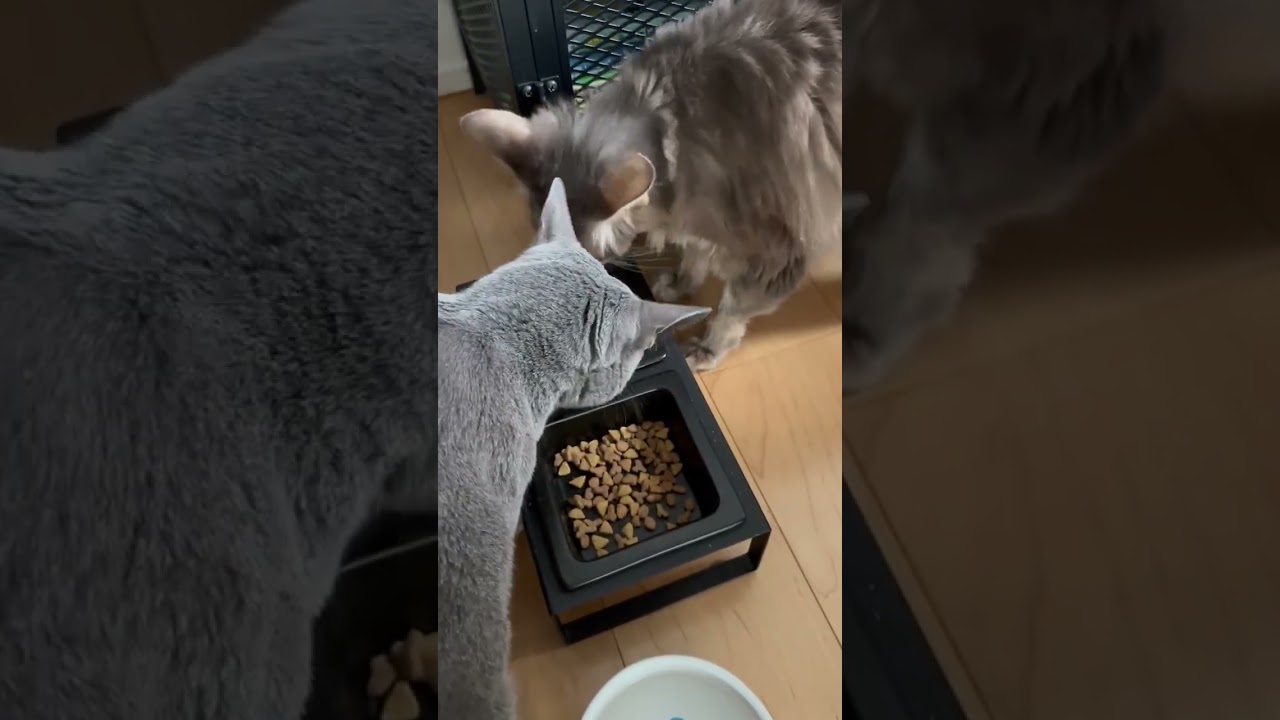 Lunch 20240818 #cat #ねこねこ #cuteanimal #kitten #cute #cutecat #猫 #catcute #catlover #猫猫