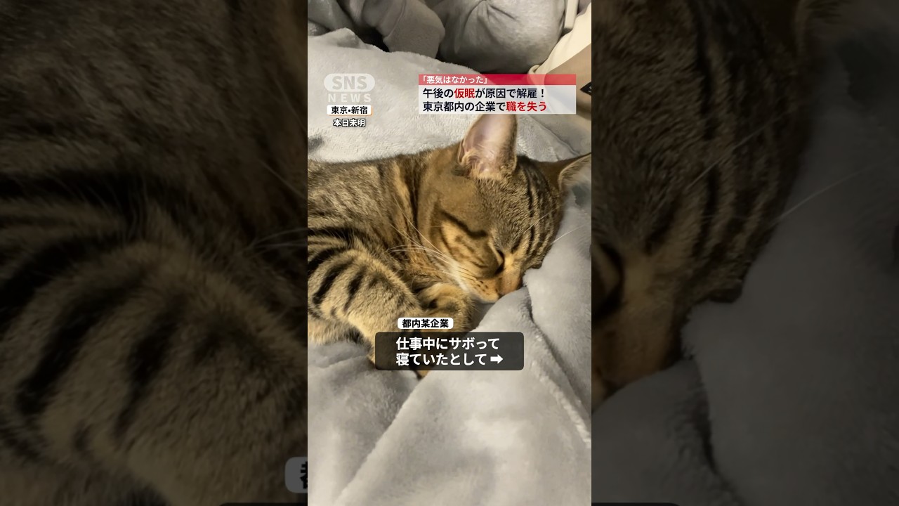猫が会社から解雇されました。