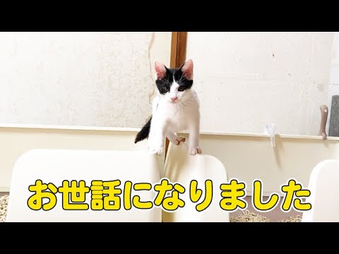 保護子猫が巣立っていきます