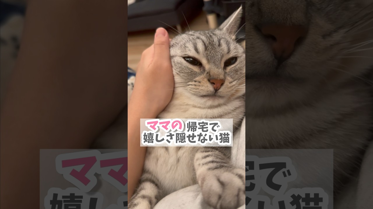 【猫動画】ママ帰宅で嬉しさ隠せない猫が愛おしい!! #shorts