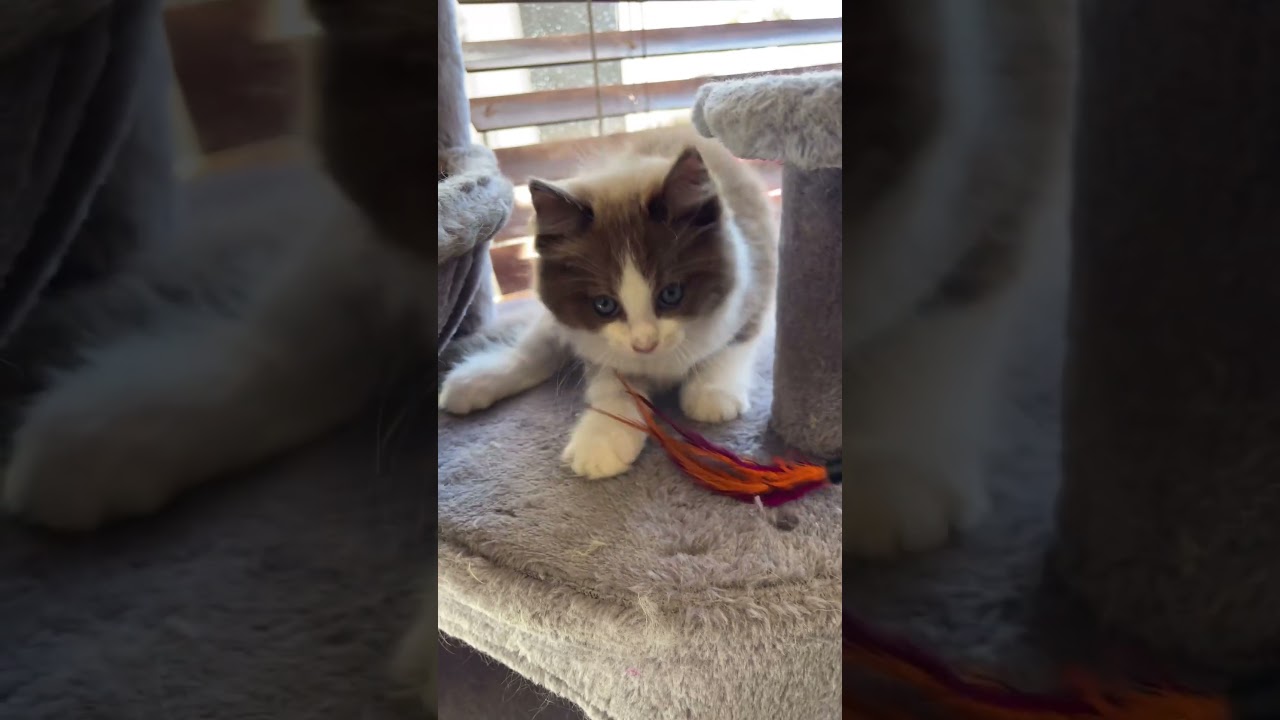 From Lonely to Loved: Kitten's Joyful Surprise! 😻✨   #cat #ragdollkittens #catbreed