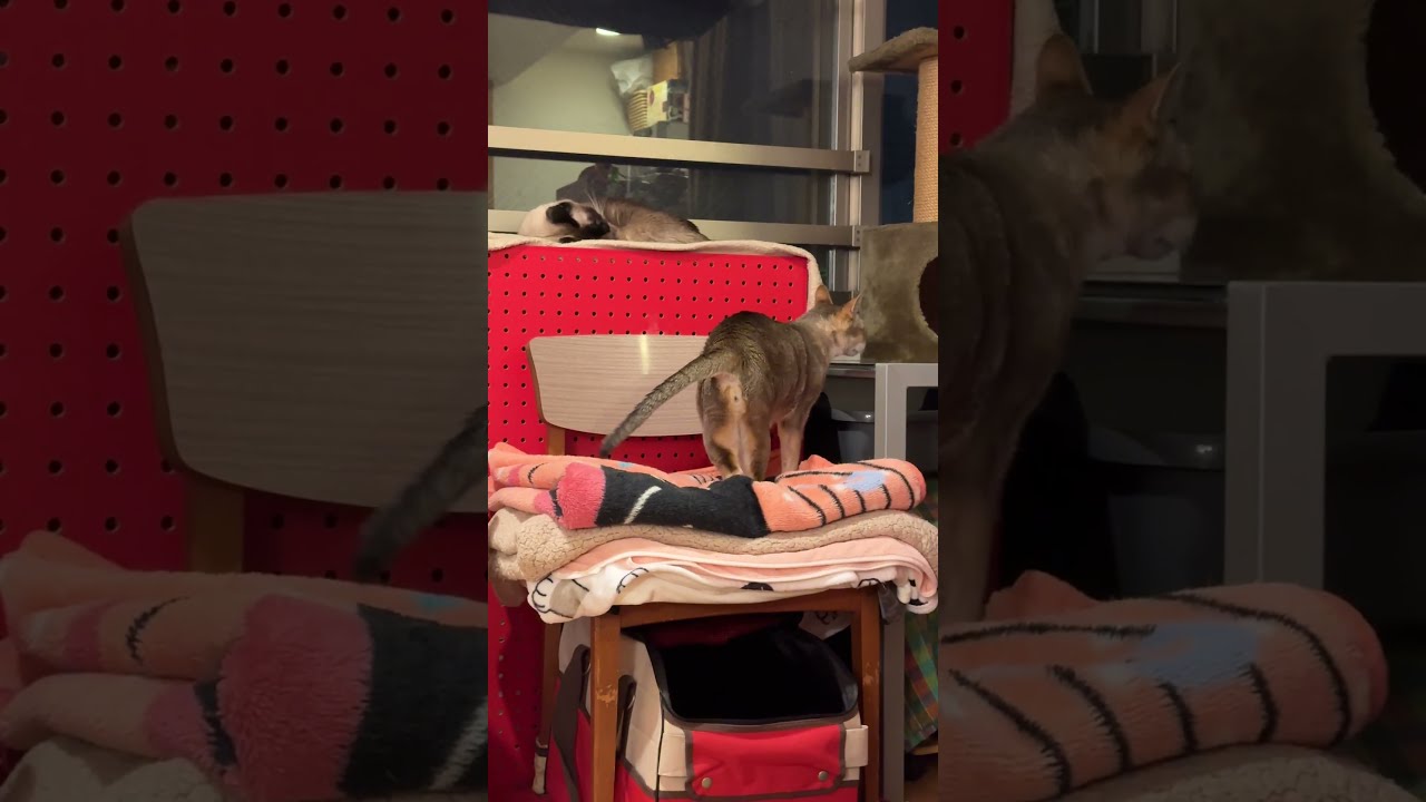 たぬき猫が寝ているのかどうかをそ～っと確認しているシンガプーラなのにゃ♪#cat #シンガプーラ #トンキニーズ#たぬき猫