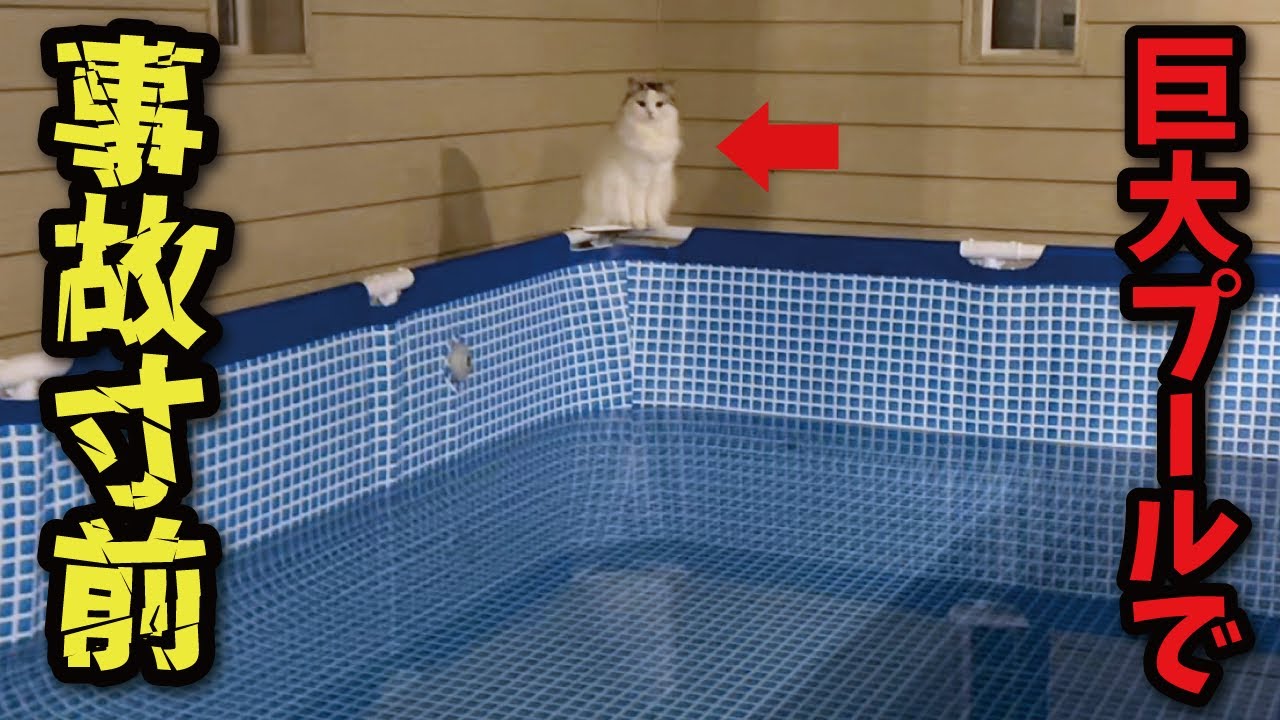 巨大プールで危険すぎるチャレンジをする猫【関西弁でしゃべる猫】【猫アテレコ】