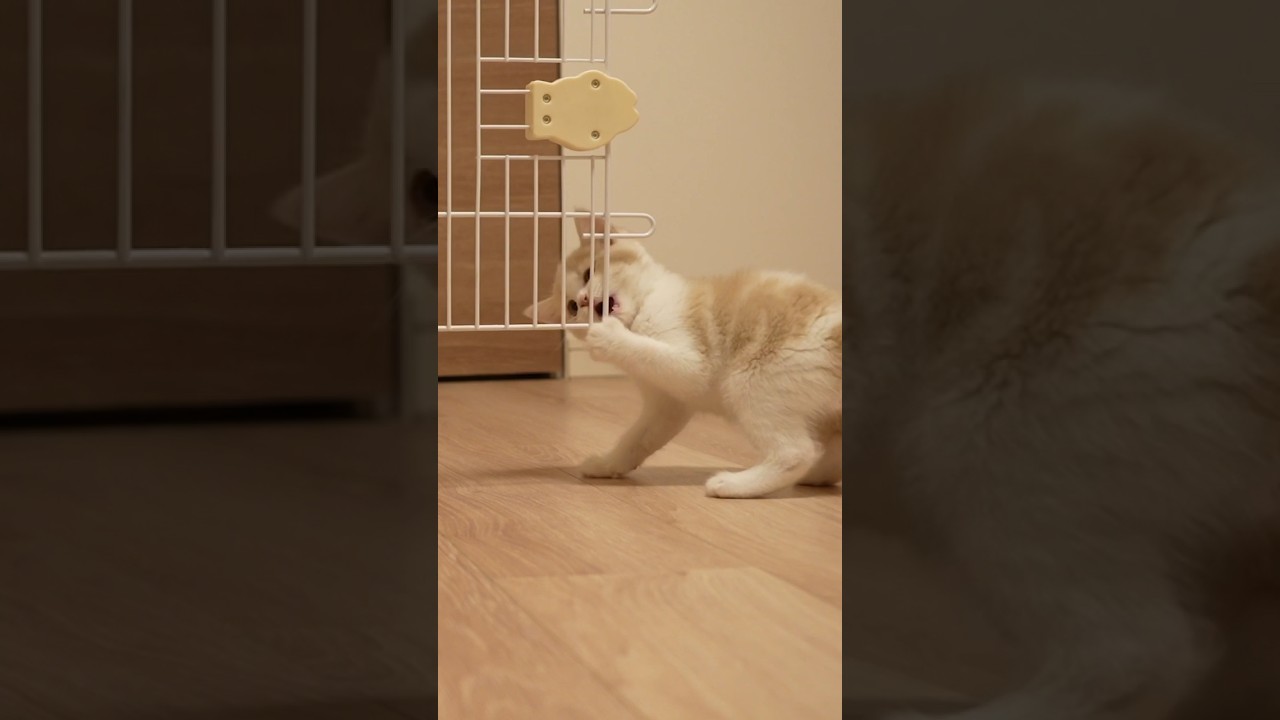 子猫の戦闘能力が高ずぎる#猫 #子猫