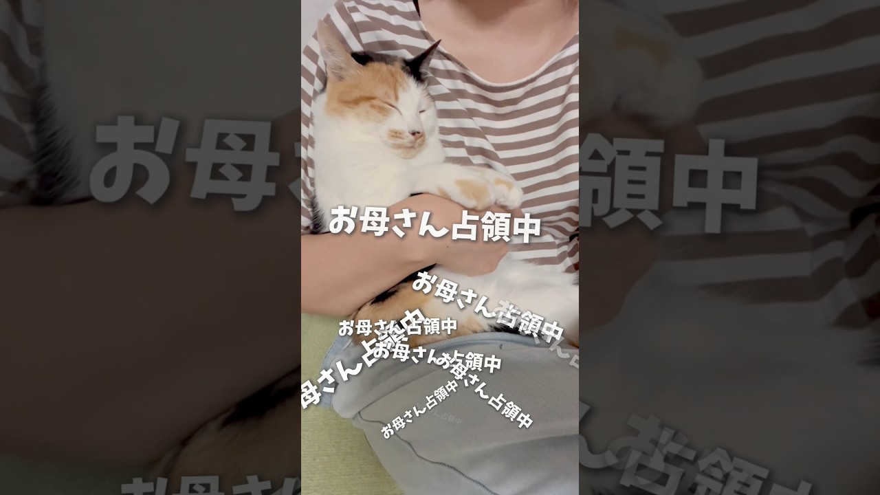 お母さん占領中♡飼い主の特権　#癒し猫 #かわいい猫 #日本代表 #ミィちゃん