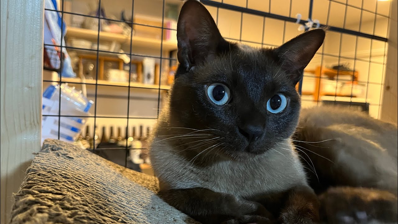 トンキニーズ【2024/08/25】