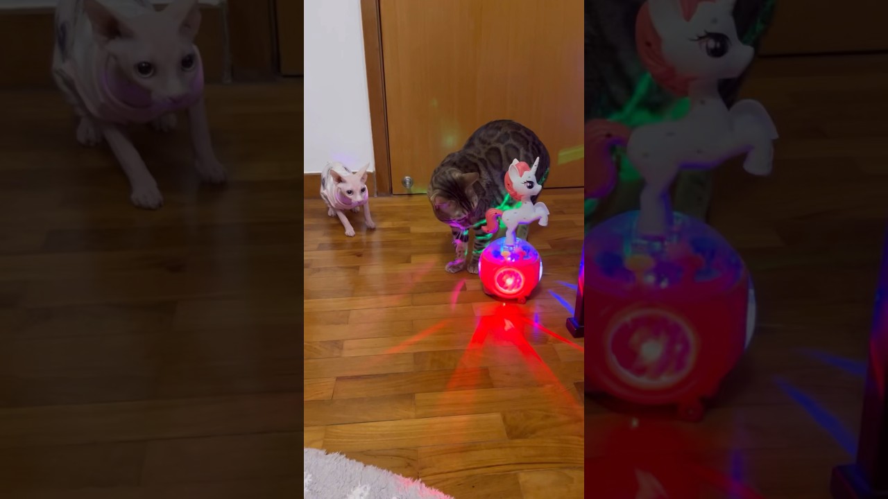 不気味なおもちゃを怖がる猫たち【スフィンクス ベンガル猫】