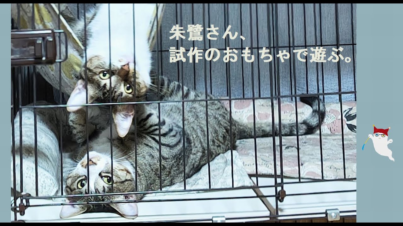 2024.08.23 朱鷺さんおもちゃでテンション上がる。空さんは引く。😸