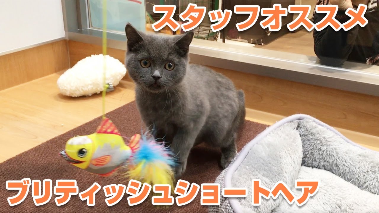 【ペットアイランド港北高田店】スタッフオススメのブリティッシュショートヘア