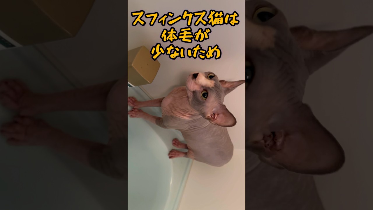 スフィンクス猫についての雑学#shortst #cat #猫#sphynx