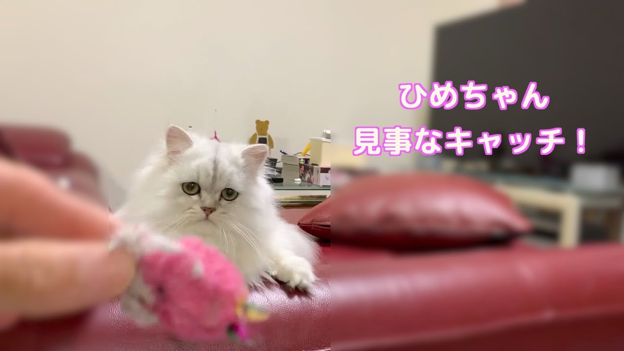 【猫】#shorts華麗なるキャッチ❗️絶対落したくない極小ペルシャ猫ひめちゃん