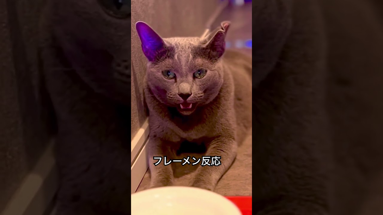 ロシアンブルー | 猫のフレーメン反応 [Russian Blue cat Kotetsu] cat's flehmen reaction