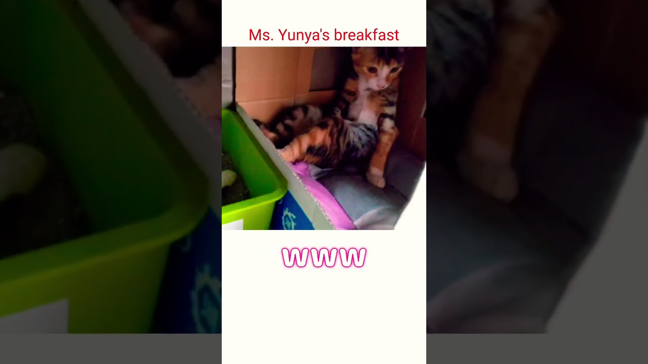 【ゆにゃ様の朝食】おそろしくお行儀の良い猫！！