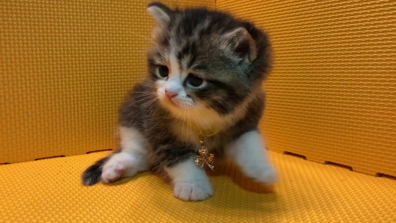 アメリカンカール子猫