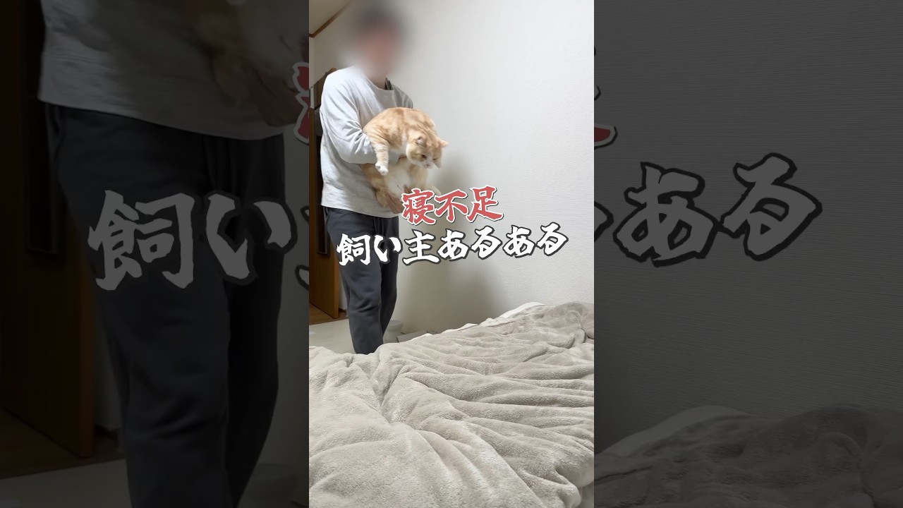 #cat #猫 #ねこ #猫動画 #初恋キラー #替え歌 #スコティッシュフォールド