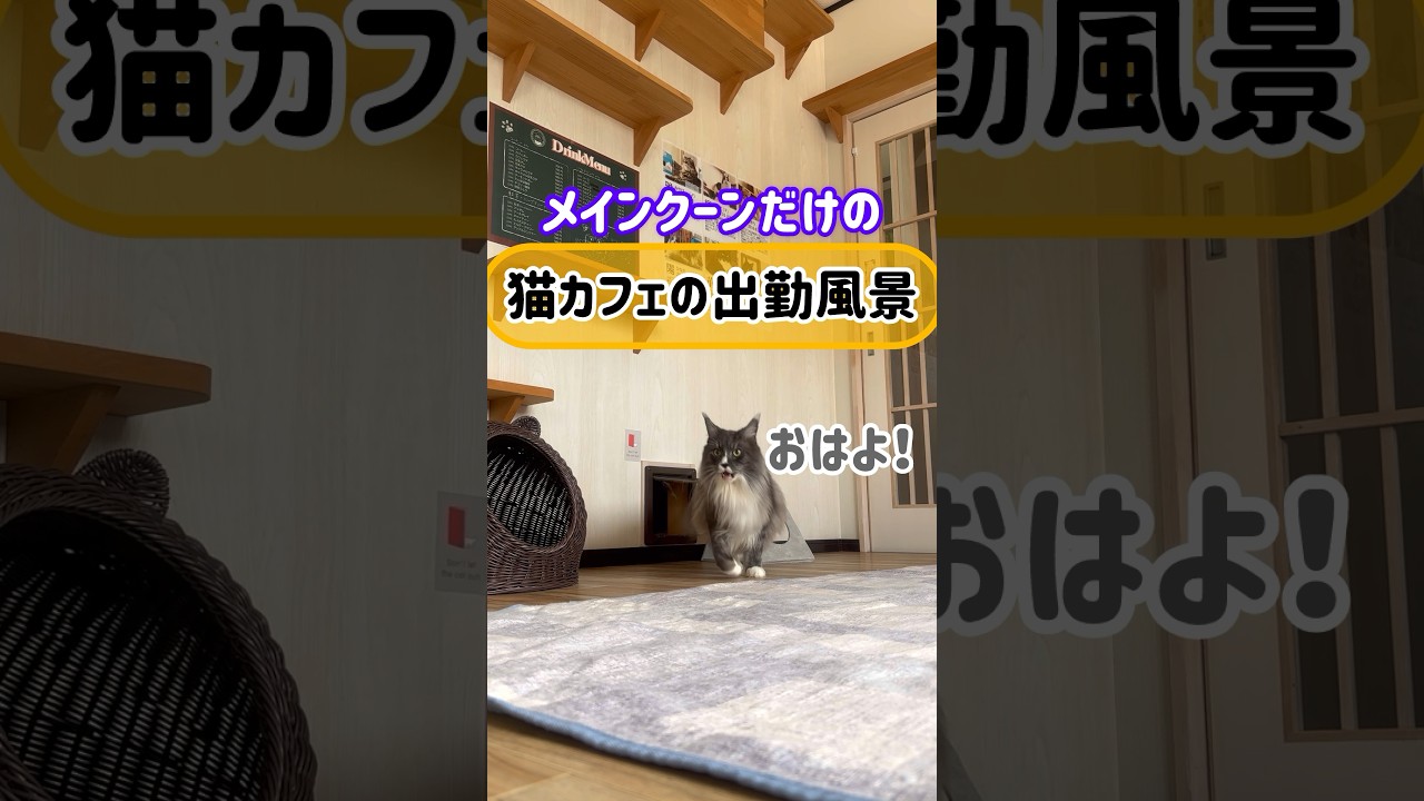 メインクーンだけの【猫カフェの出勤風景】#cat #cooncat #もふ