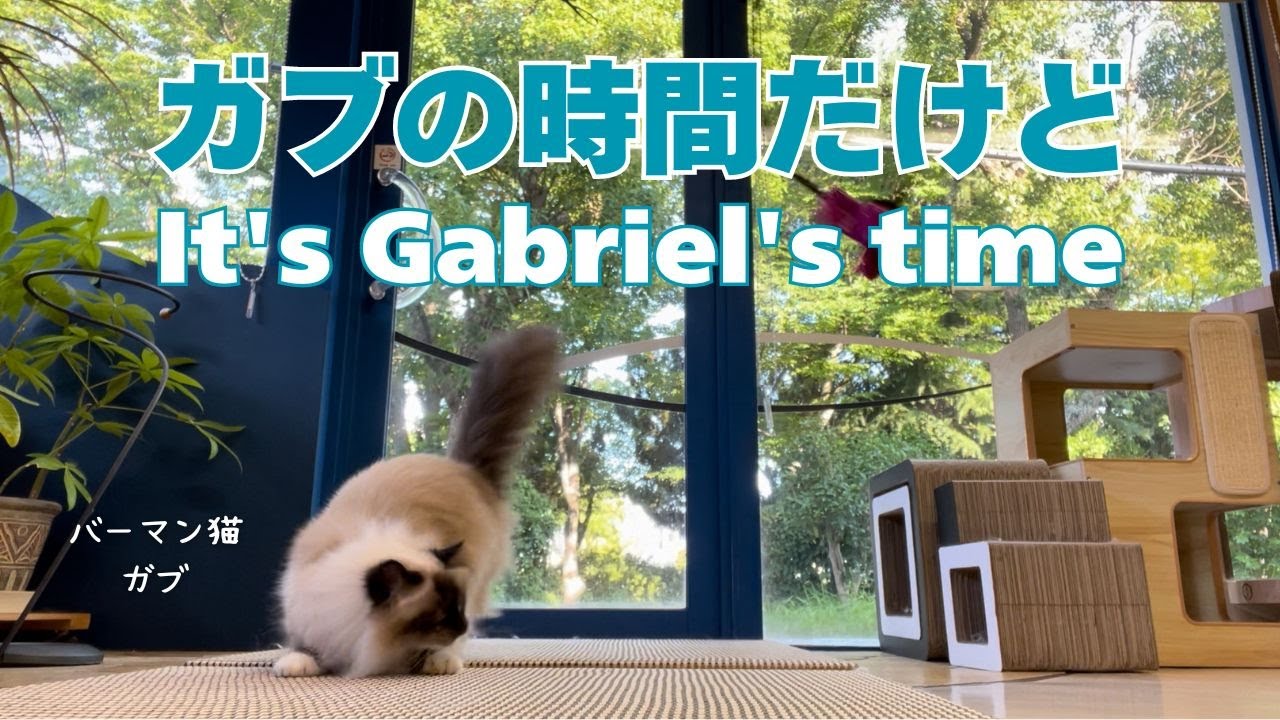 バーマン猫ガブとミカ【ガブの時間だけど】It's Gabriel's time（バーマン猫）Birman /Cat