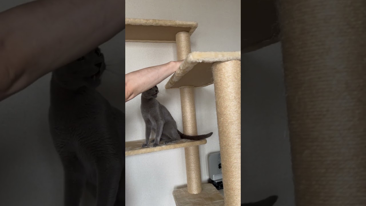 ウィルの毎日 415 キャットタワーでオヤツタイム。 #ロシアンブルー #RussianBlue