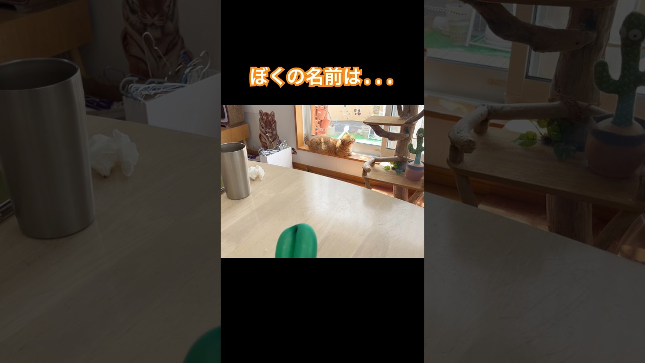 僕の名は。 #猫 #マンチカン #shorts