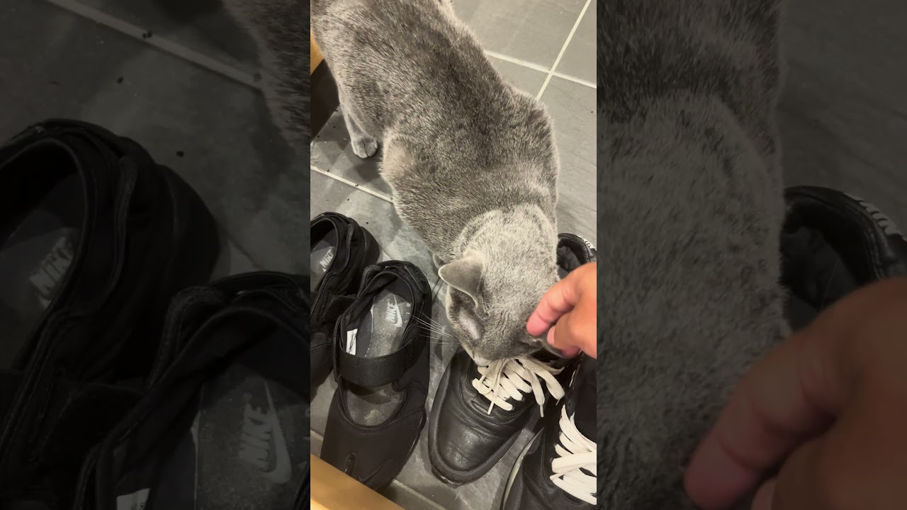 Good morning Riru 20240819 02 #cat #ねこねこ #cuteanimal #kitten #cutecat #cute #猫 #catcute #catlover