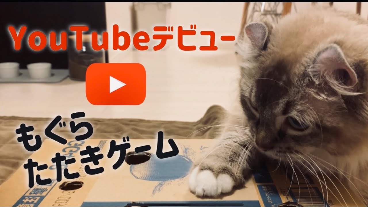 飼い猫のテヤンと一緒に遊んでみた。  【アメリカンカール】